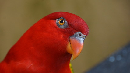 The red lory (Eos bornea) is a species of parrot in the family Psittaculidae. It is the second most commonly kept lory in captivity, after the rainbow lorikeet.