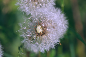 Wall Mural - Pusteblume