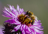 Fototapeta Pokój dzieciecy - Honeybee is working on asters.