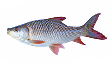 The Fish On A White Background