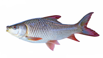 The fish on a white background