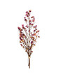 Top view bouquet of dried and wilted red Gypsophila flowers isolate on white background