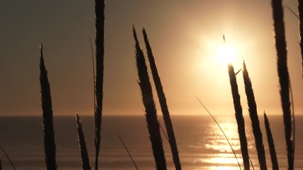 Wall Mural - Tall grasses blowing from the ocean wind on warm and clear sunset sky.
