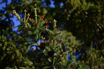 Blooming tree, red fir cones, fruits ate