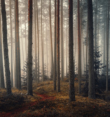 Plakat las ścieżka jesień drzewa sosna