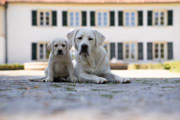 sweet young cute little purebred labrador retriever dog puppy pet