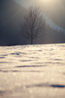 Winter landscape, dominant tree in the sunlight with snowy ground