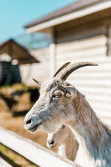 Canvas Print - close up view of goat grazing near wooden fence at farm