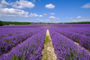 Champ de lavande sur le plateau d'Albion, Sault, Provence, France.	