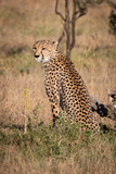 Fototapeta Sawanna - Cheetah sits in grass by dead log