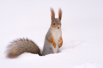 winter squirrel