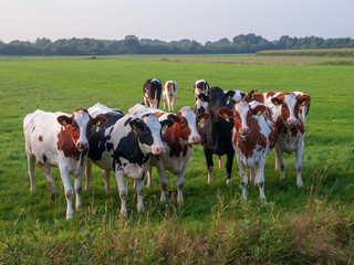 Steenwijkerwold