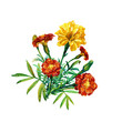 A bouquet of marigolds isolated on a white background painted in watercolor.