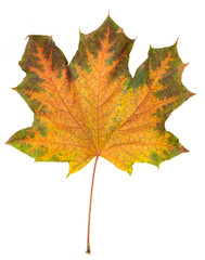 Canvas Print - maple autumn leaf bright on white background