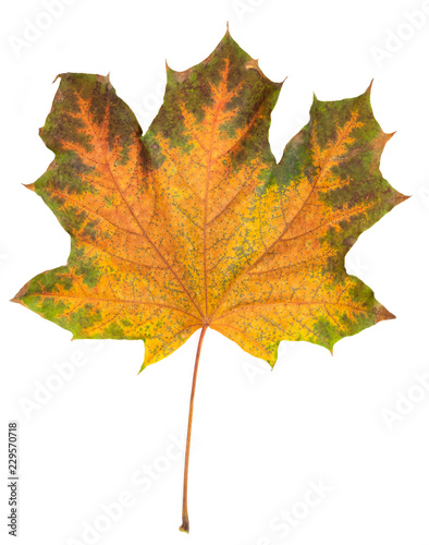 maple autumn leaf bright on white background