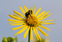 Close-up Of Bee On Prairie Flower