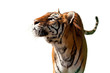 Isolated Bengal Tiger, looking up