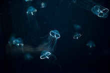 Jellyfish Medusa　creature　animal　insect