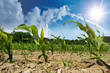 angebauter Mais bei Dürre