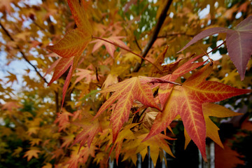 Autumn red, orange, yellow leaves on liquidambar (Liquidambar strasiciflua) branches. amber tree Texture of nature for design