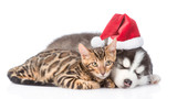 Fototapeta Koty - Siberian Husky puppy in santa hat sleep with bengal kitten. isolated on white background