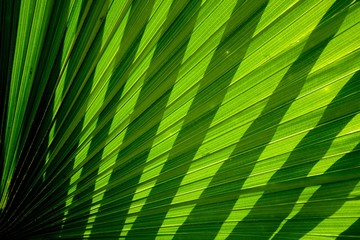 Lines and textures of green palm leaves with shadow