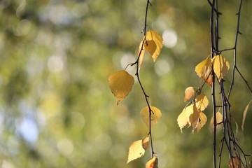 Wall Mural - Beautiful autumn. Beautiful autumn yellow leaves on birch.