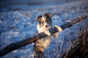 Wall Mural - a beautiful dog of the Border Collie breed stands on its hind legs in winter