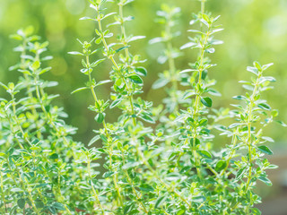 Fresh thyme herb grow, lemon thyme plants in sun light, herbal background