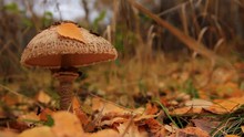 Mushroom Macrolepiota Excoriata In The Autumn Forest Among The Yellow Fallen Leaves And A Car Driving In The Background