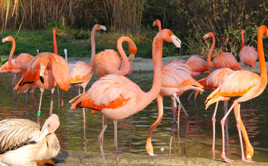 Fotoroleta ptak egzotyczny flamingo stado ławica
