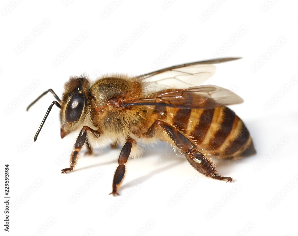 bee isolated on white background Stock Photo | Adobe Stock