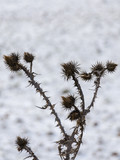 Fototapeta Dmuchawce - scene of thistles with contrasting snow background