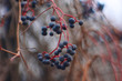 black elderberry berries on a branch in autumn