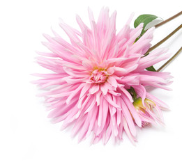 Wall Mural - dahlia