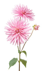 Wall Mural - dahlia