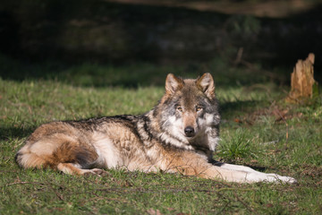  Wolf in der Sonne