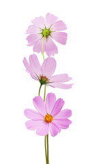 Wall Mural - cosmos flower