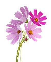Wall Mural - cosmos flower