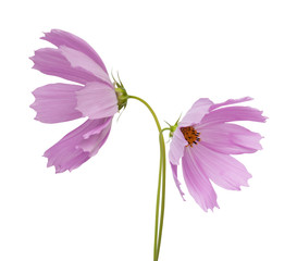 Wall Mural - cosmos flower