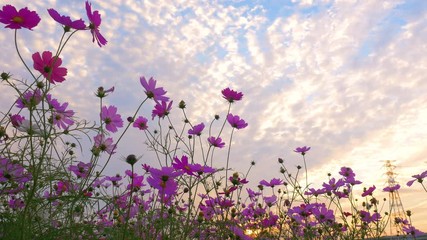 pink cosmos flowers swaying in wind in sunset