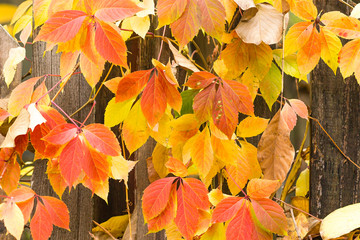 Wall Mural - autumn leaves on the background of a wooden fence