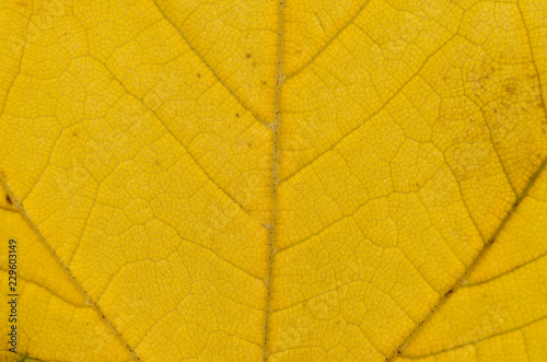 Fotografija Foglia gialla autunnale in primo piano