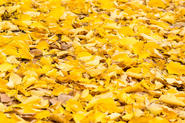 Wall Mural - fallen leaves background