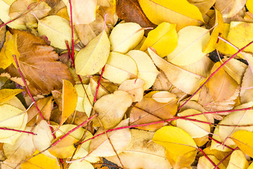 Wall Mural - fallen yellow leaves