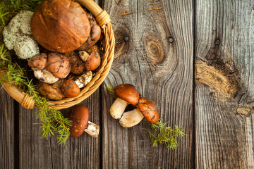 Forest picking mushrooms in a basket. Fresh raw mushrooms on wooden table