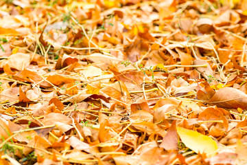 Wall Mural - heap of autumn leaves on the grass