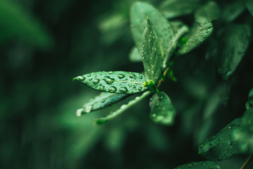 Wall Mural - green leaves covered with water strips