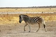 Laufendes Zebra in der Wüste
