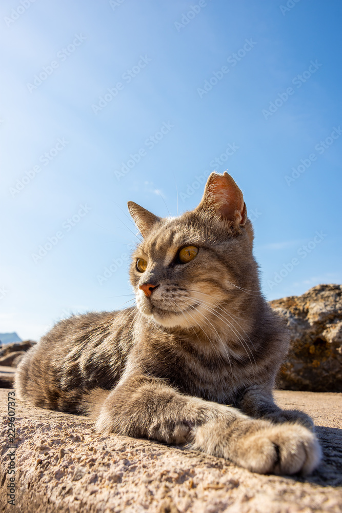 Getigerte Katze auf einer Steinmauer auf Mallorca